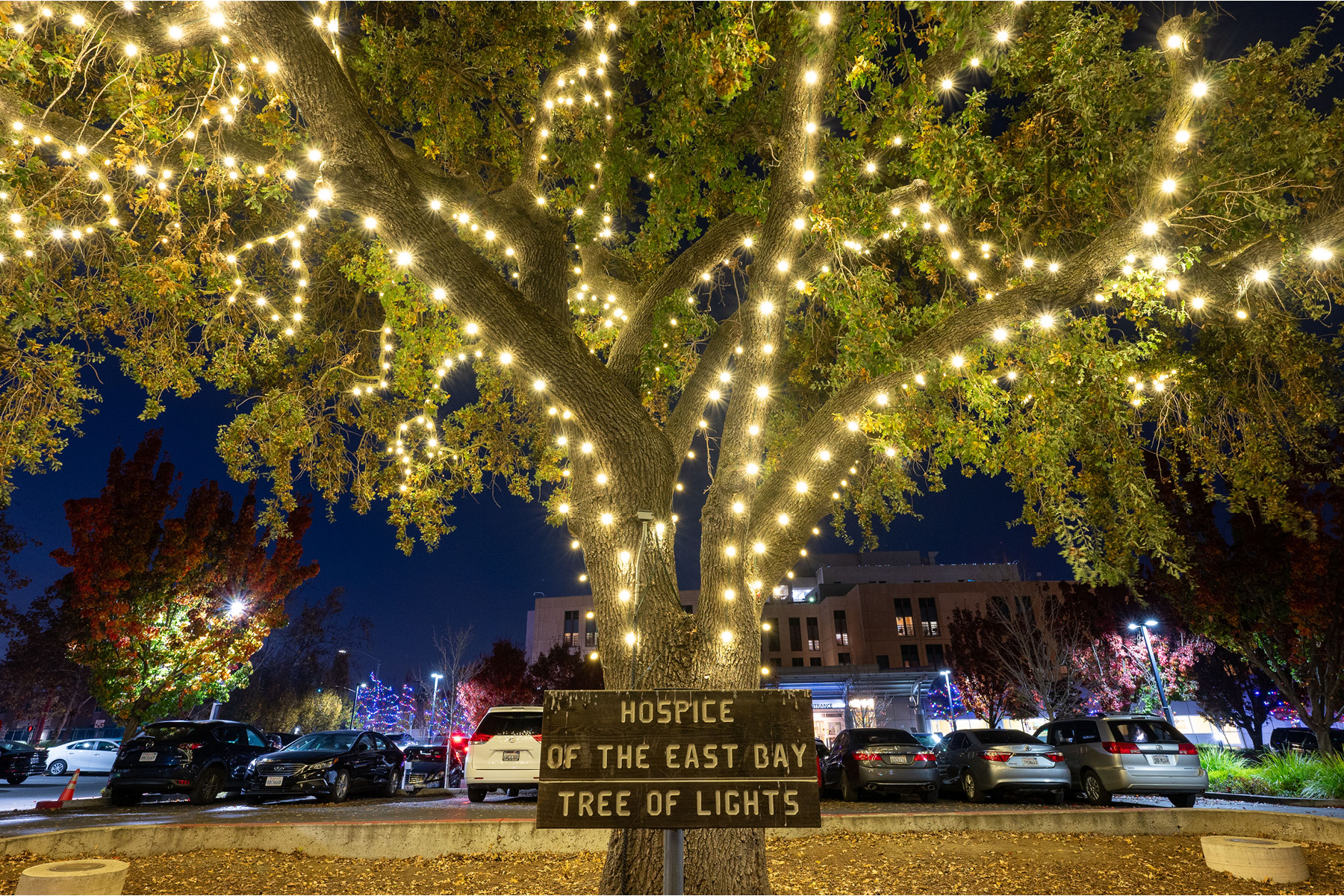 Tree of Lights in Walnut Creek